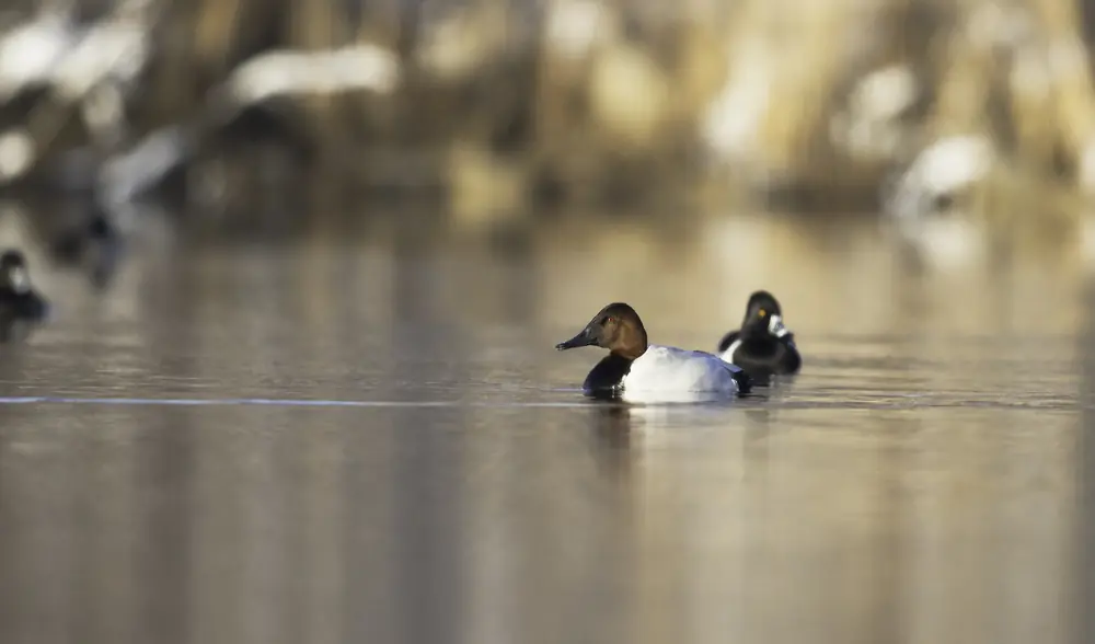 A canvasback duck with a chestnut head and pale back on open water.
