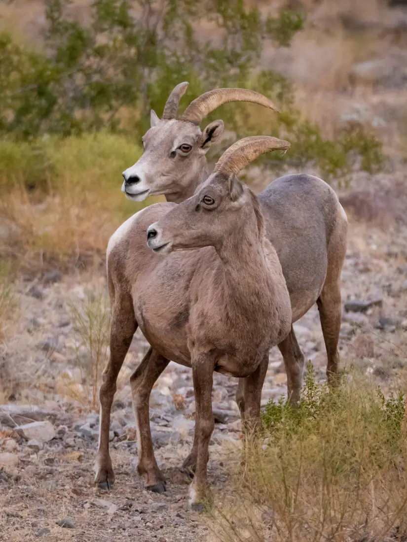 Two desert bighorn ewes standing in a rocky desert landscape.