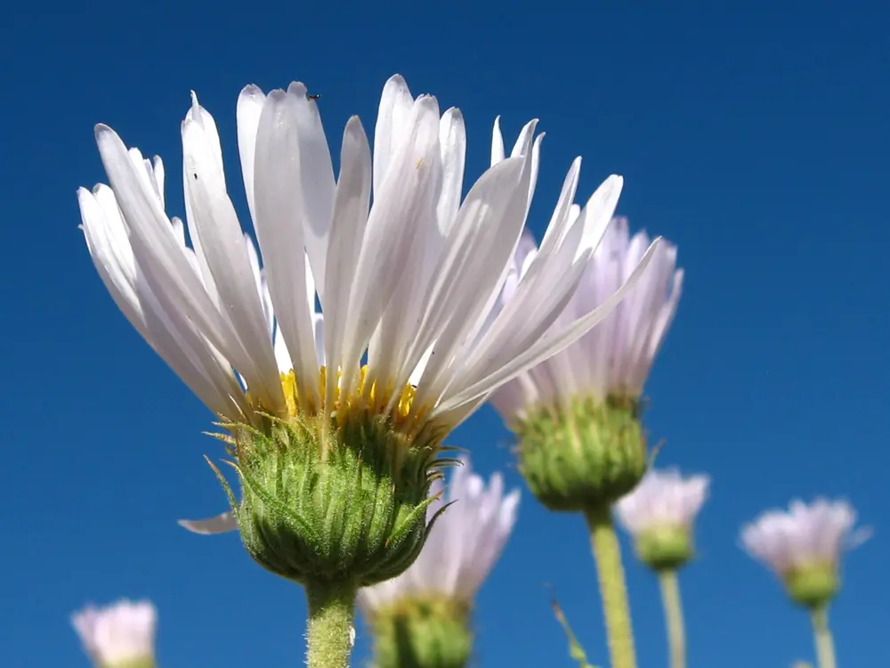 Mojave aster plants with lavender daisy-like flowers.