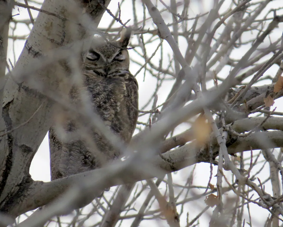 A great horned owl with its eyes half closed sits among the pale, leafless branches of a tree.