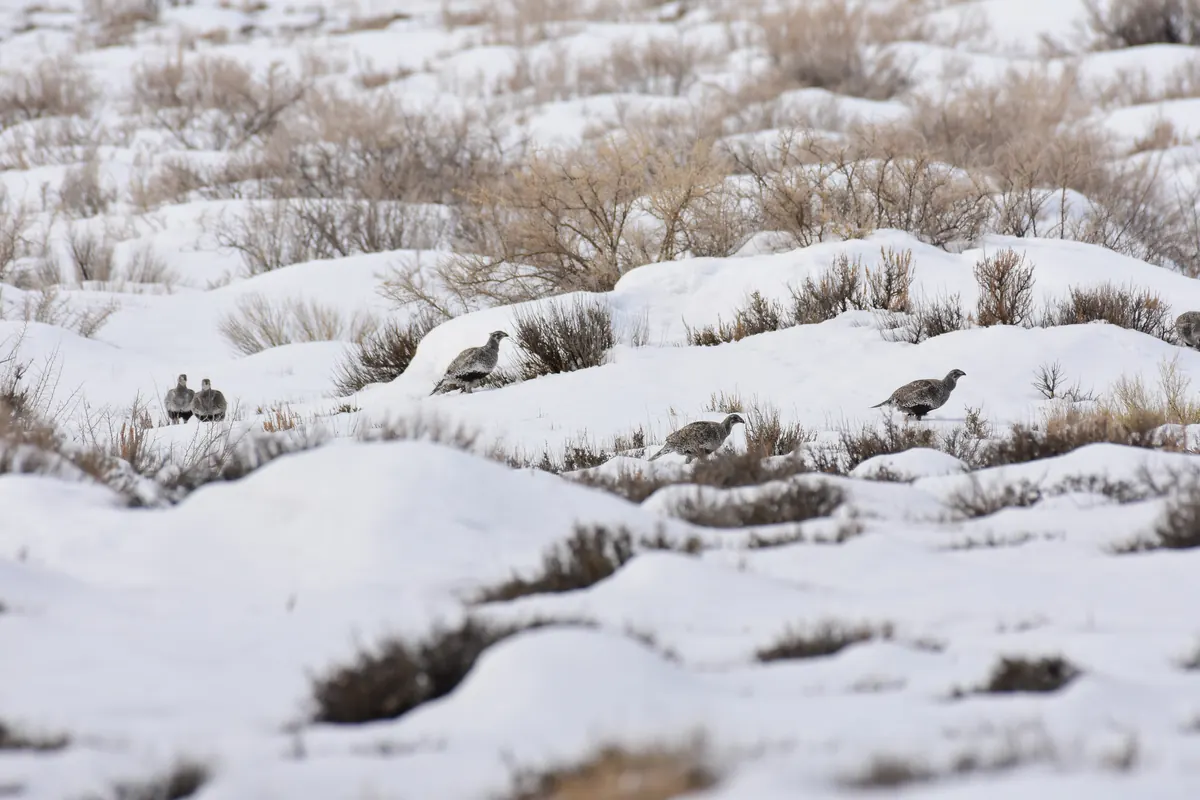 A small flock of gray-brown grouse walks across deep snow between the tops of sagebrush plants poking through.