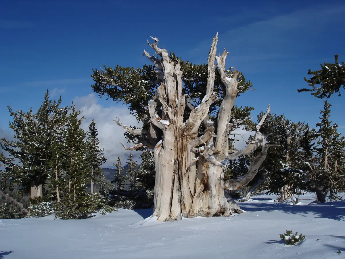 A massive, twisted Great Basin bristlecone pine with bare silver wood and green branches stands in deep snow under a blue sky, with younger conifers around it.