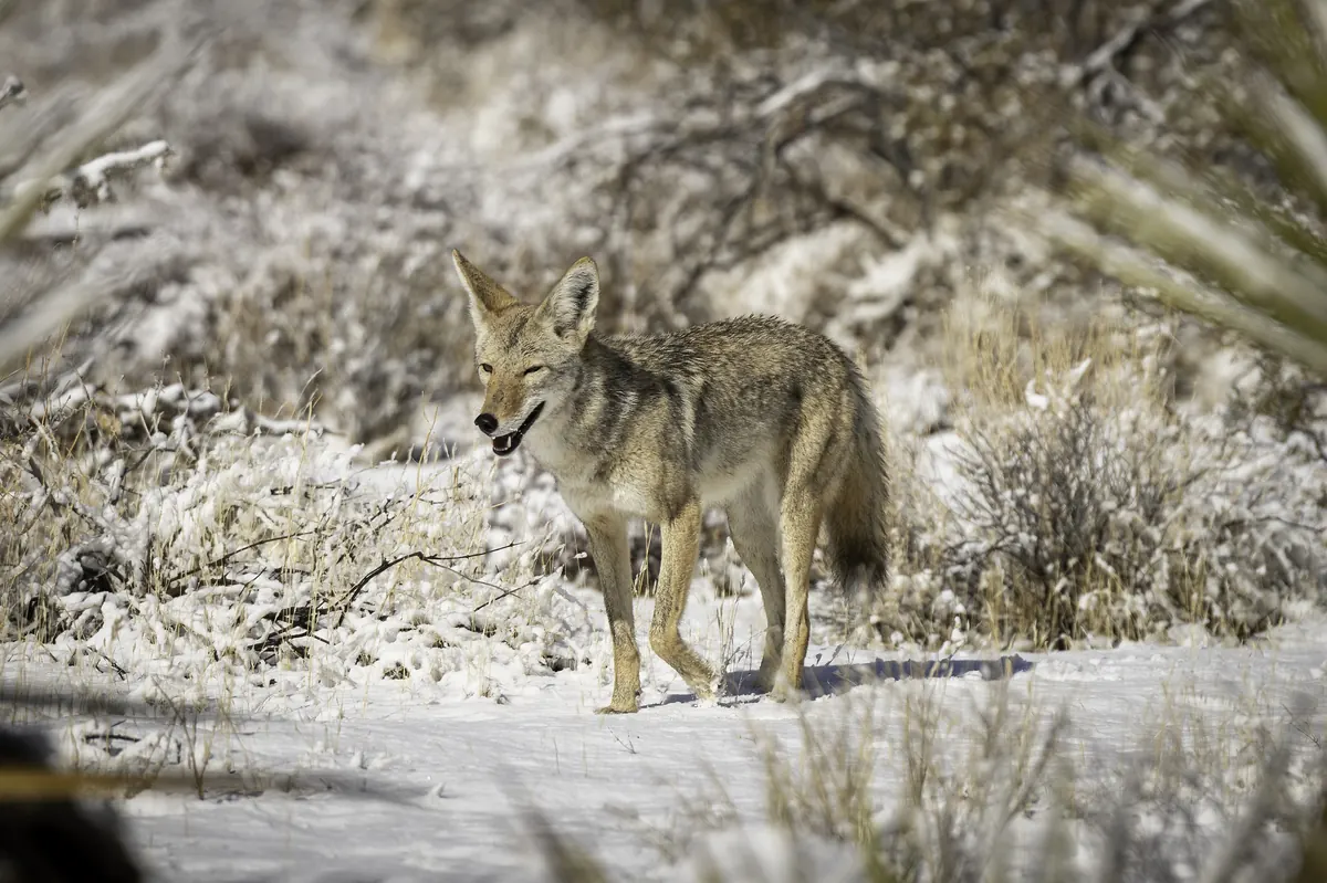 A tawny gray coyote with large ears stands in fresh snow among frosted desert shrubs, mouth slightly open.