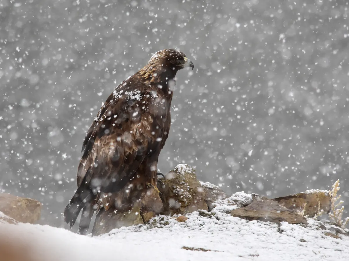 A dark brown golden eagle with golden nape feathers sits on a snowy rock ledge while heavy snowflakes fall around it.