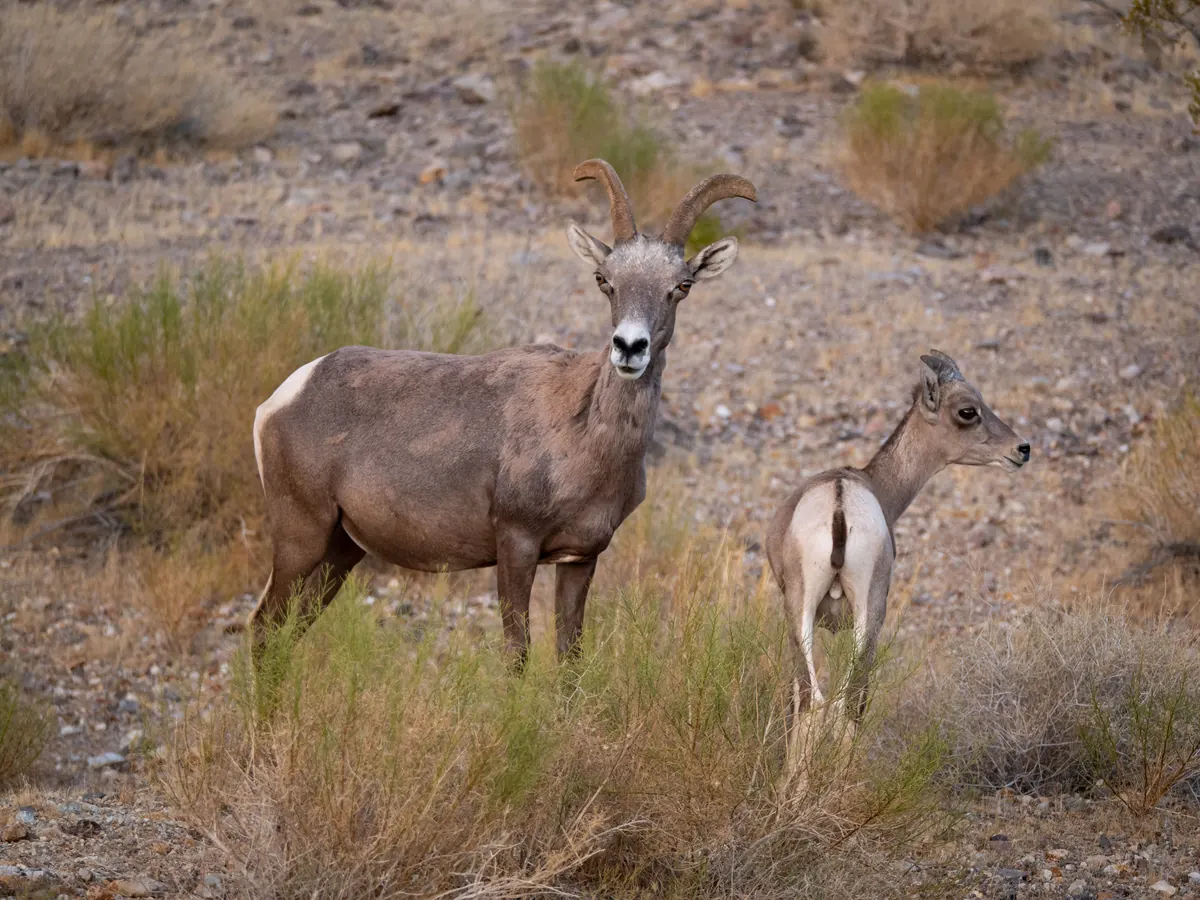 A desert bighorn ewe with a lamb standing among desert shrubs.