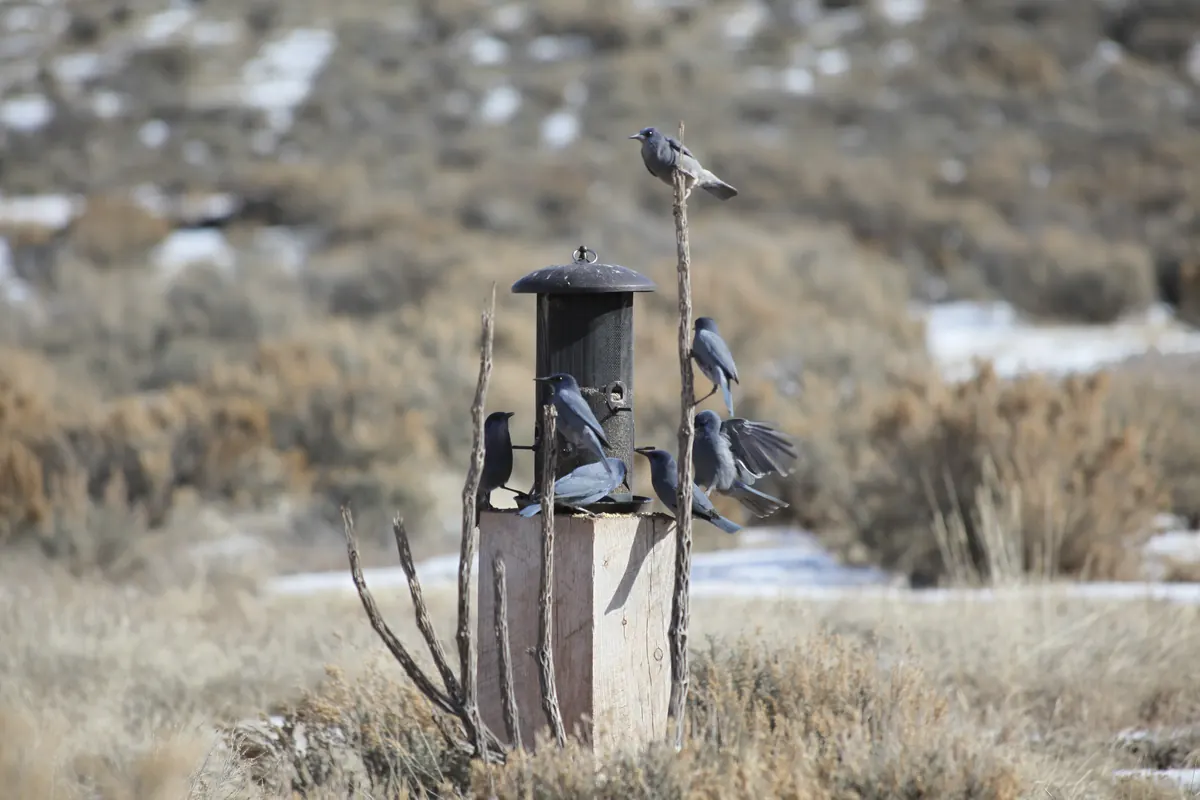 Several dusky blue pinyon jays crowd around a tube feeder on a wooden post, with sagebrush and patches of snow behind them.