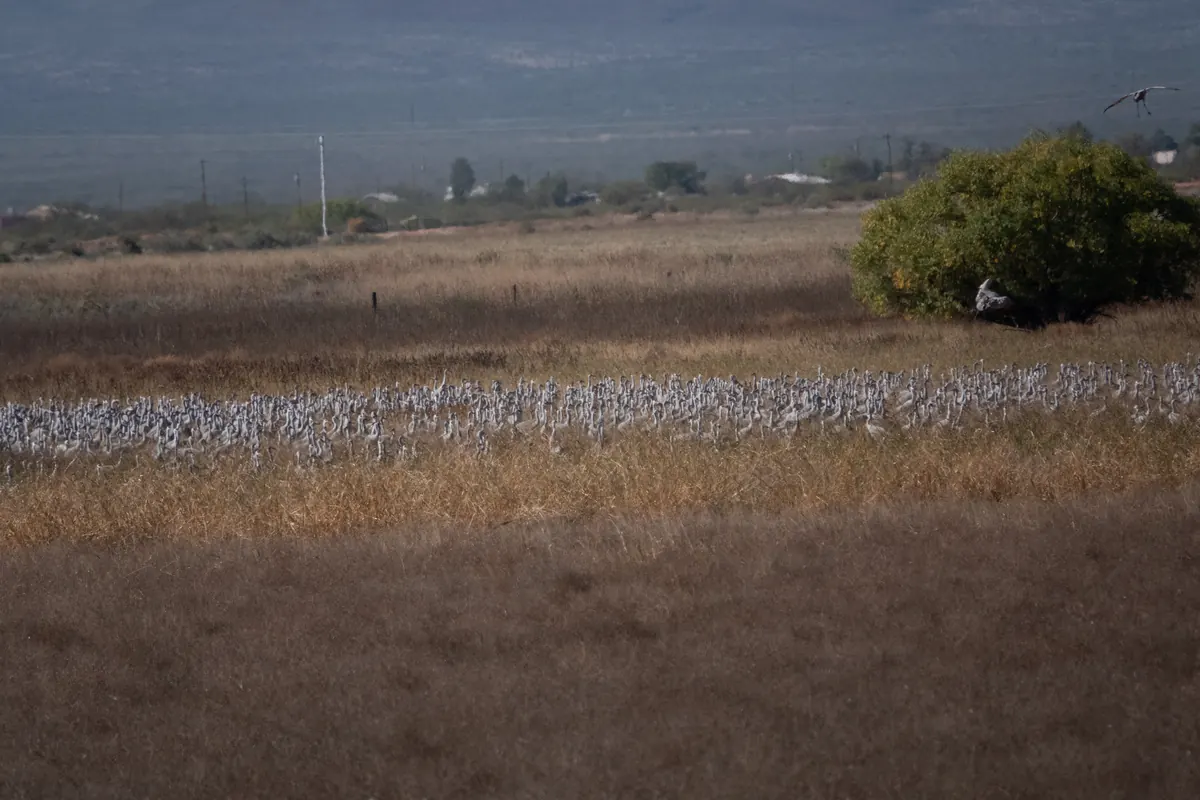 A large flock of sandhill cranes standing in a brown field with hills behind.