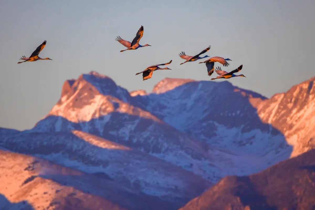Six sandhill cranes with long necks and legs outstretched fly in a loose line past snowy mountain peaks lit pink by the setting sun.