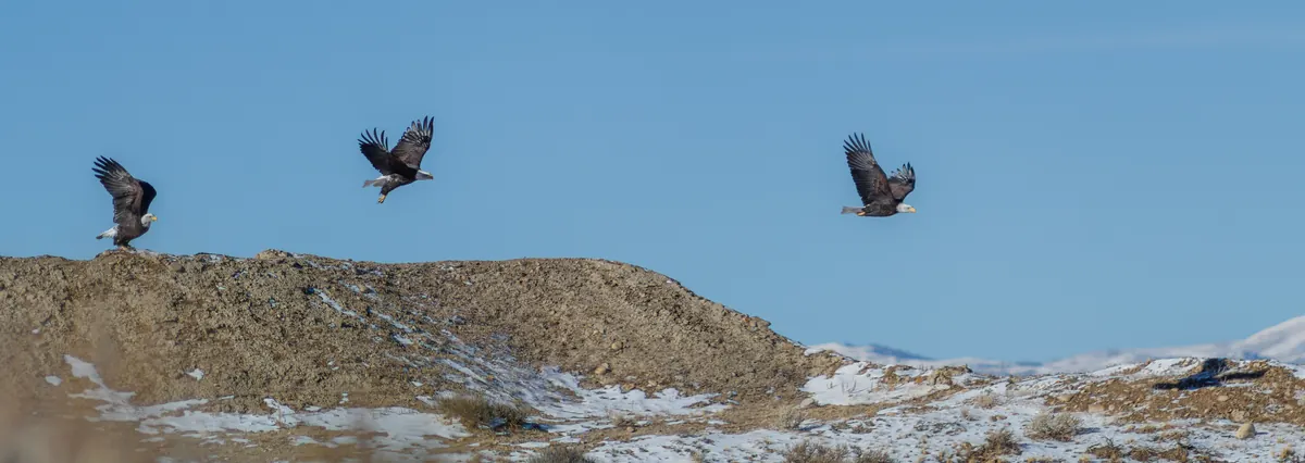 Three bald eagles in flight over snow-dusted hills in a winter morning.