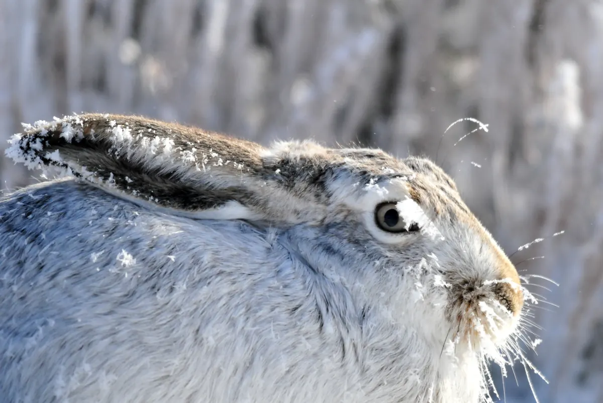 A pale gray and white jackrabbit with long ears laid back sits hunched, its fur and whiskers rimmed with frost.
