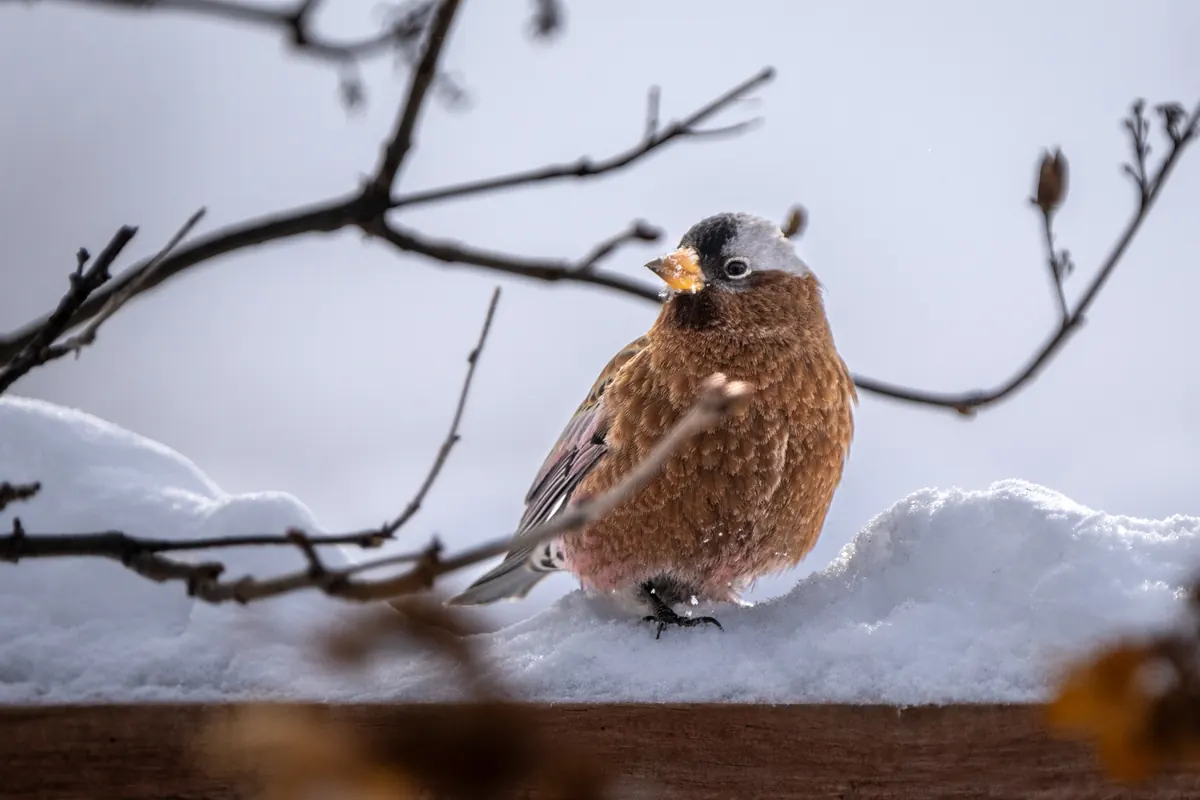 A gray-crowned rosy-finch with a gray cap perched in snow beside bare twigs.