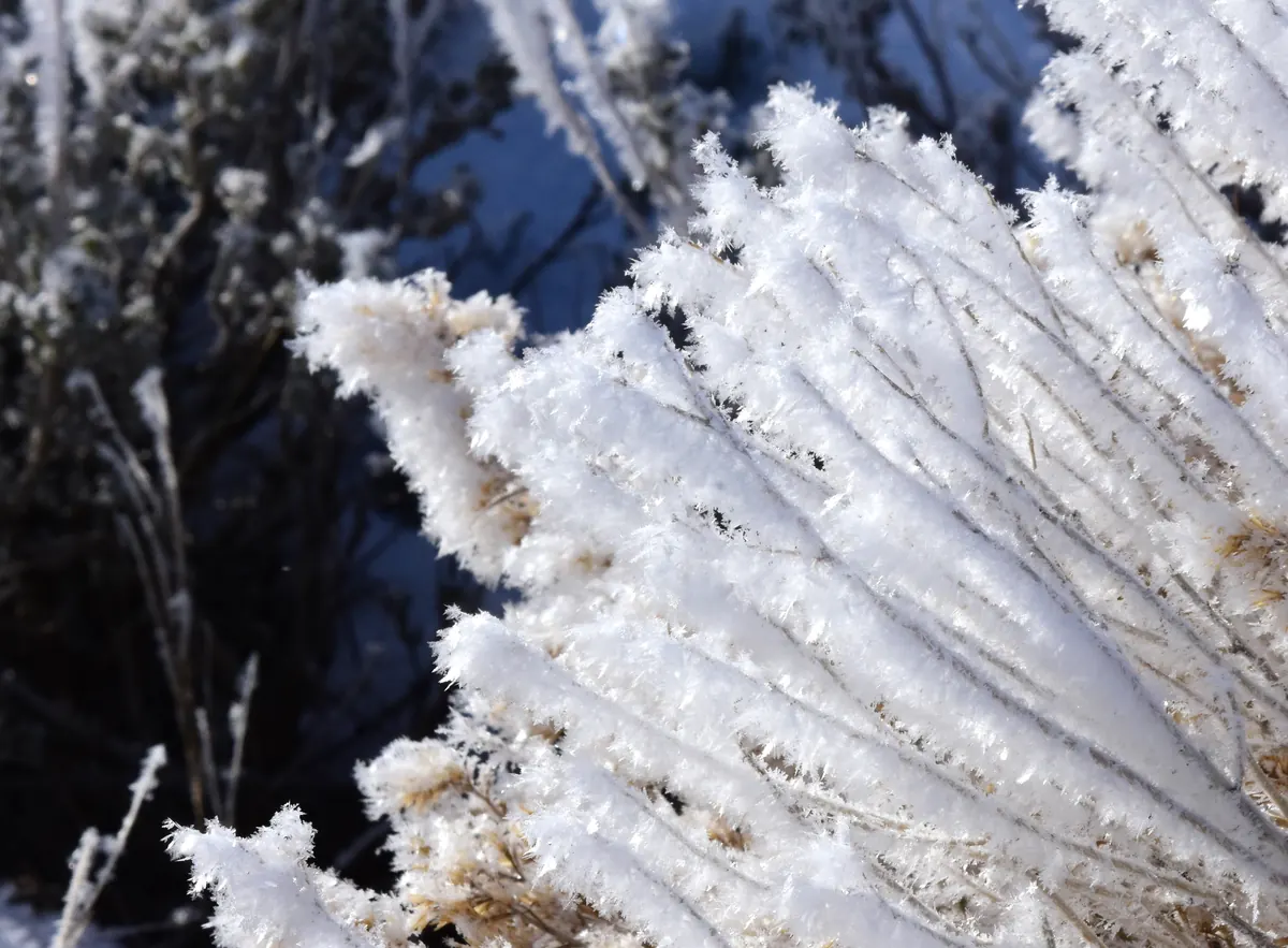 Close view of sagebrush branches thickly coated in white, feathery ice crystals, with dark frosted shrubs behind.