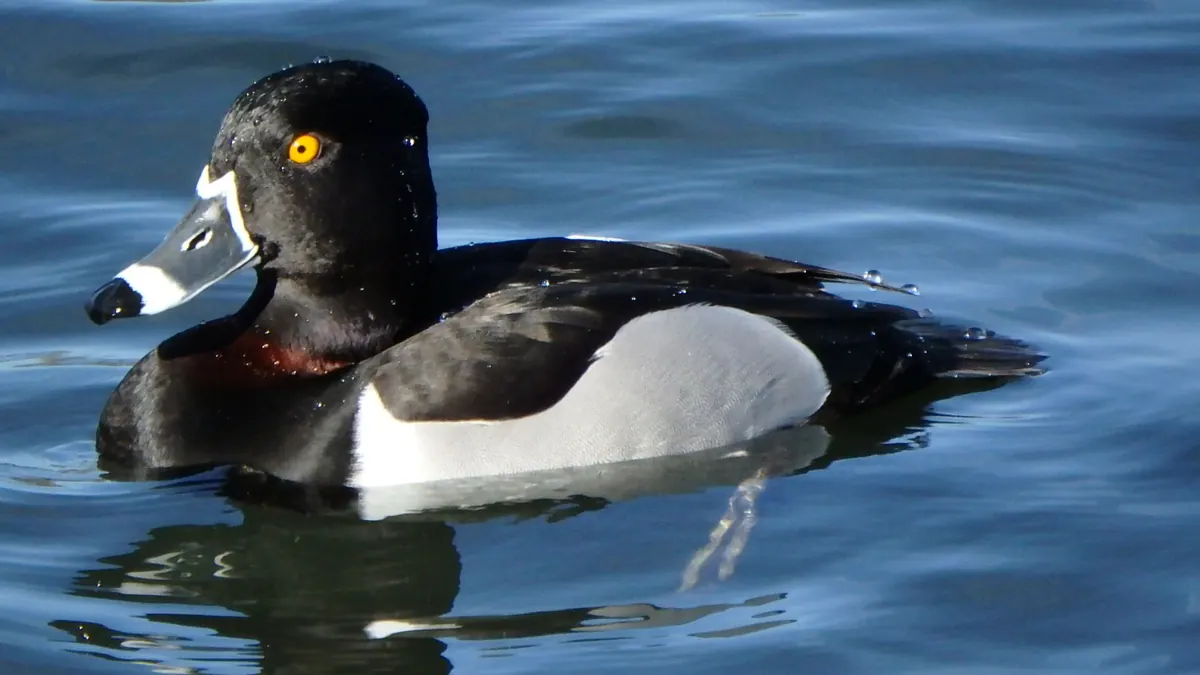 A male ring-necked duck with a black back, pale gray sides, a white-ringed bill and a yellow eye swims on blue water.