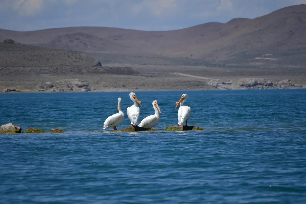 Four white pelicans stand on rocks in blue lake water with brown desert hills behind.