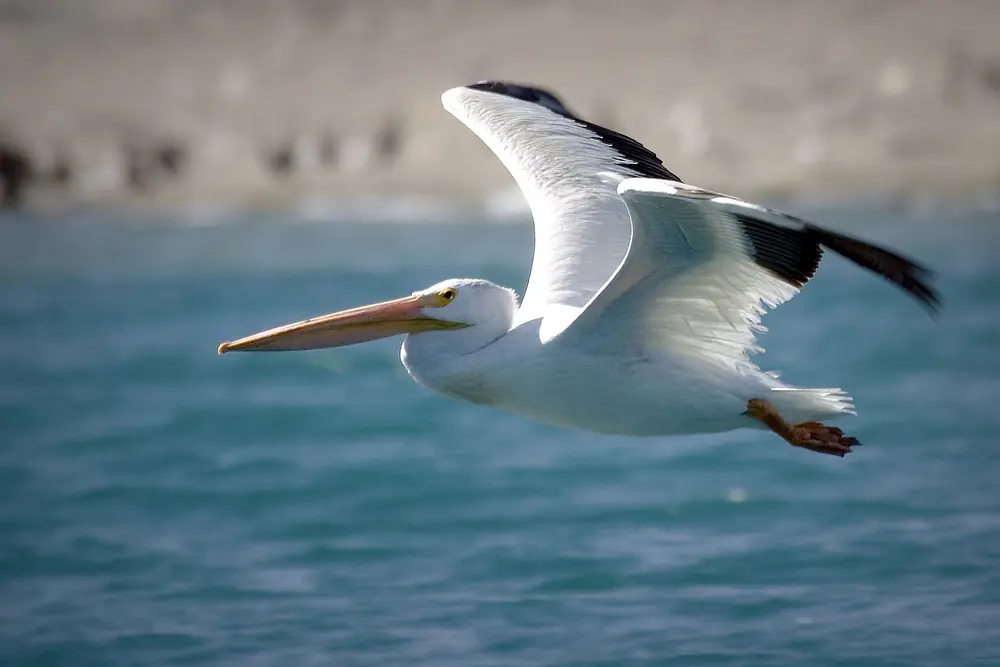 An American white pelican with a long orange bill and black-tipped wings flies low over blue water.