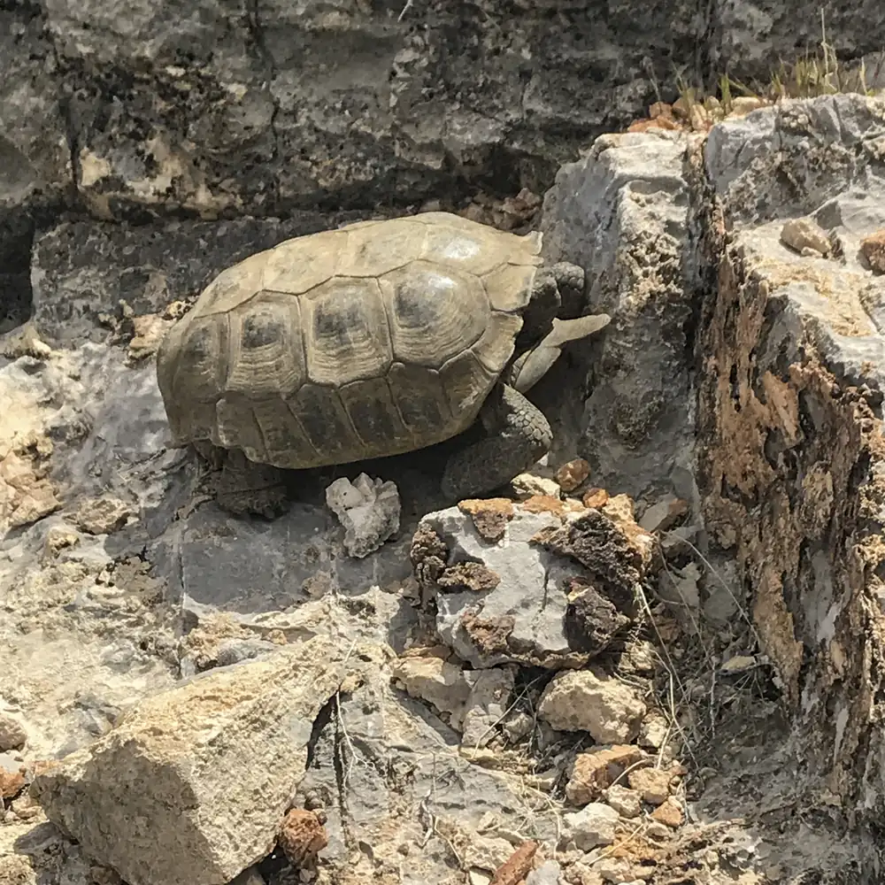 A desert tortoise with a domed, patterned shell climbs across gray limestone rocks in desert scrub.