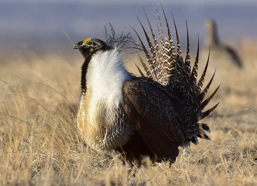A male greater sage-grouse with a puffed white chest, yellow eyebrow and fanned, spiky tail stands among dry grass.