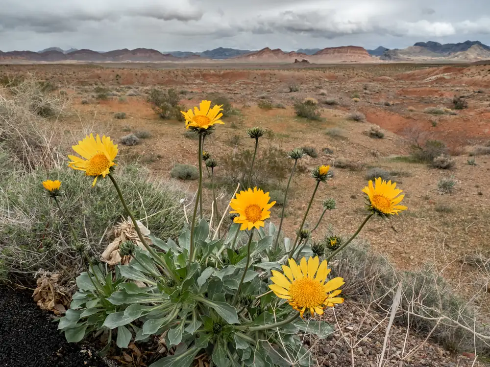 Yellow daisy-like sunray flowers rise on stalks from gray-green leaves, with red desert hills and a cloudy sky behind.