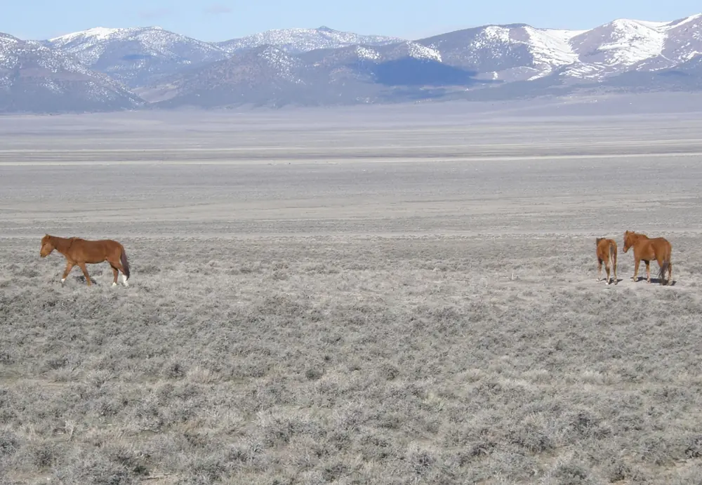 Three chestnut wild horses, one of them a small foal, walk across a sagebrush plain with snow-dusted mountains behind.