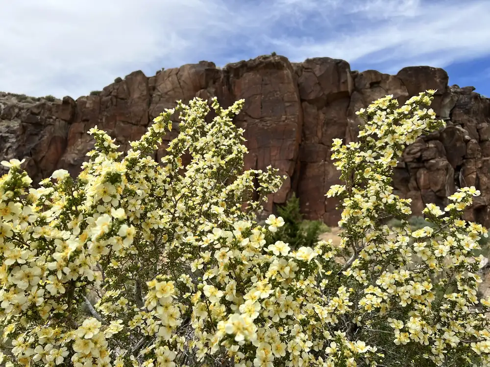 Branches covered in pale yellow cliffrose flowers in front of a dark red rock wall.
