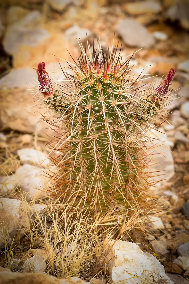 A small spiny hedgehog cactus with dark red flower buds pressed against its spines.