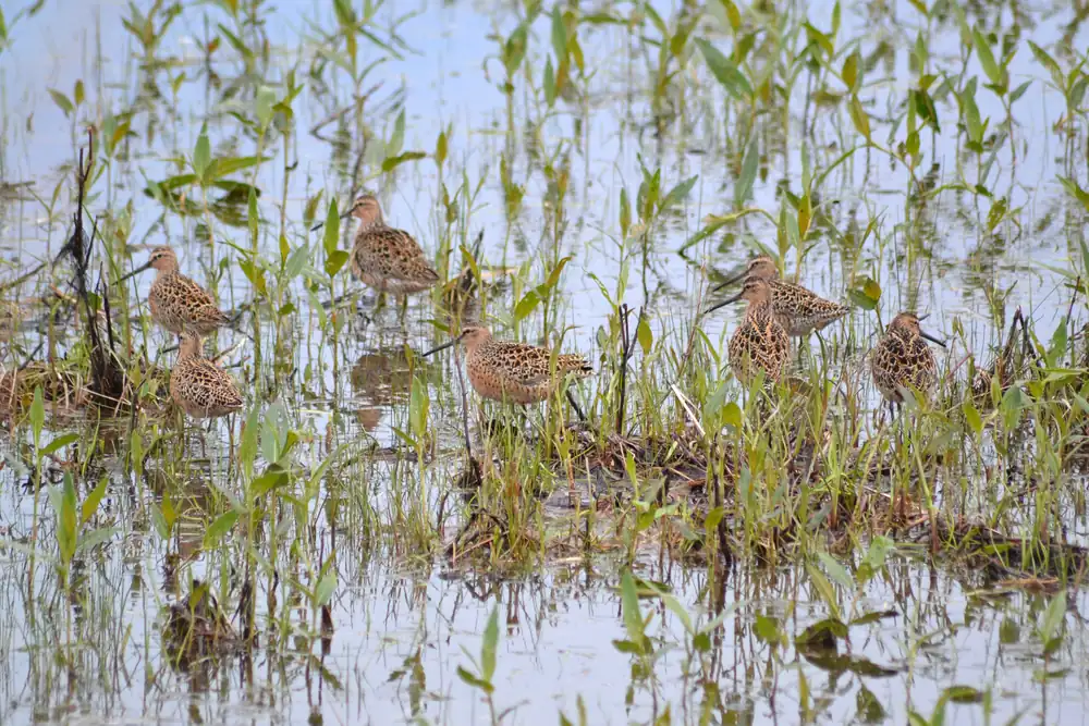 A flock of brown, long-billed dowitchers standing among green reeds in shallow water.