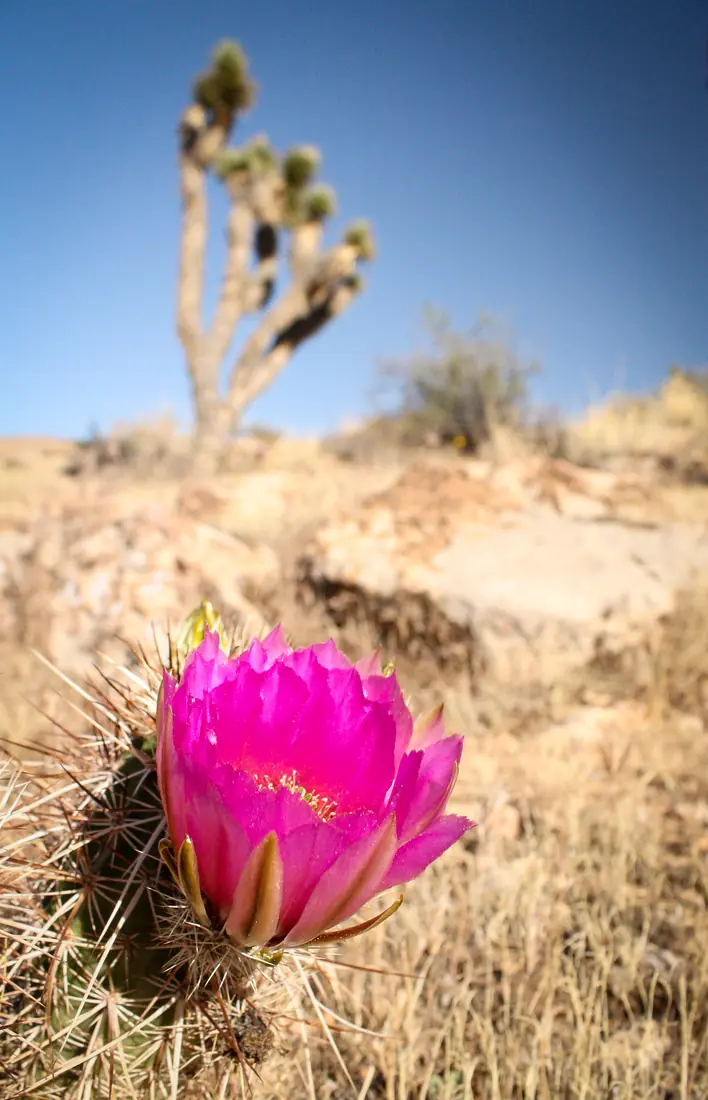 A magenta hedgehog cactus flower in full bloom with a Joshua tree behind it on a rocky desert slope.