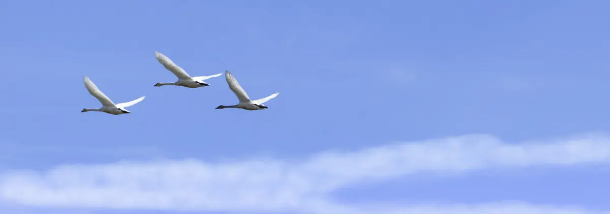 Three white swans with long outstretched necks and black bills flying in a line across a blue sky above a band of thin white cloud.