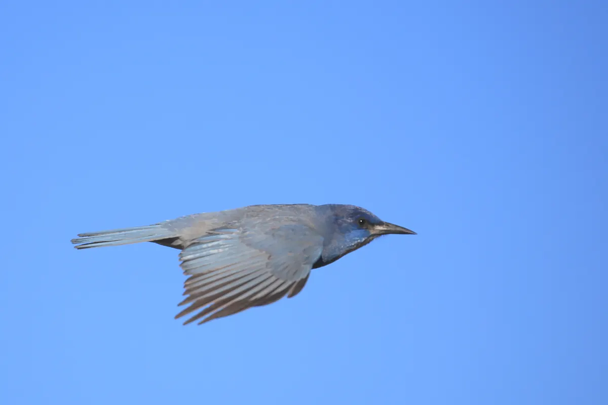A dull blue, crow-shaped bird with a long, sharp bill flying with wings half folded against a clear blue sky.
