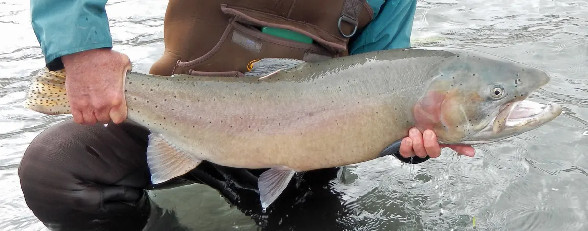 An angler holding a large, heavily spotted trout with pinkish gill covers and a hooked jaw just above shallow water.
