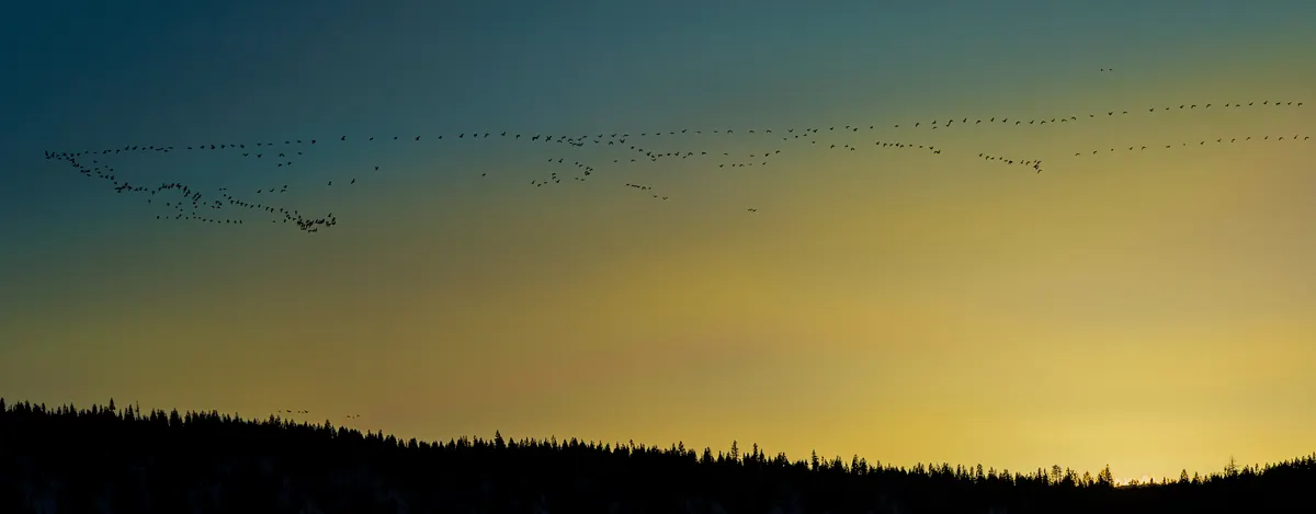 Long, wavering lines of birds silhouetted against a teal and gold sunset sky above a dark, forested ridge.