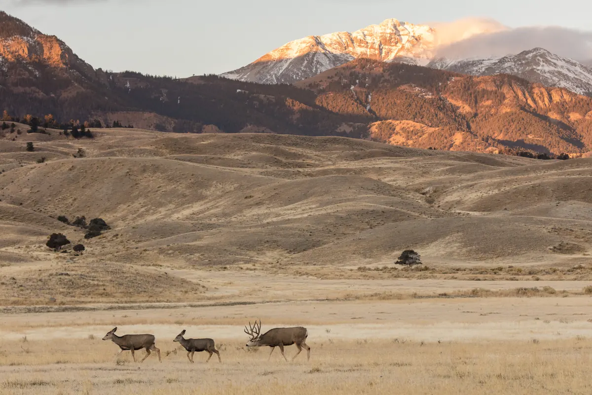 A mule deer buck with large antlers walking behind two does across a pale, dry grassland at sunrise, with sage-covered hills and a snowy peak lit pink behind them.