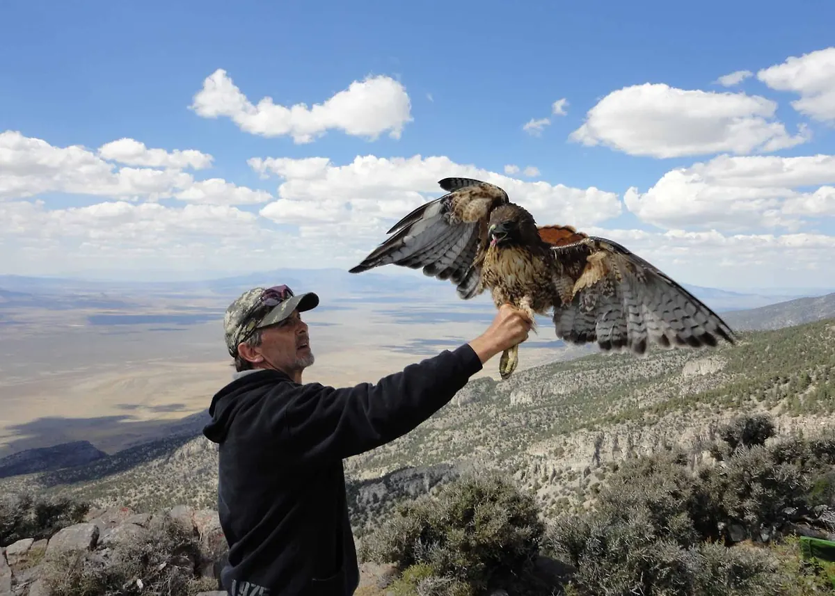 A man in a cap holds a red-tailed hawk with its wings spread on a mountain ridge, with a wide desert valley and clouds behind.