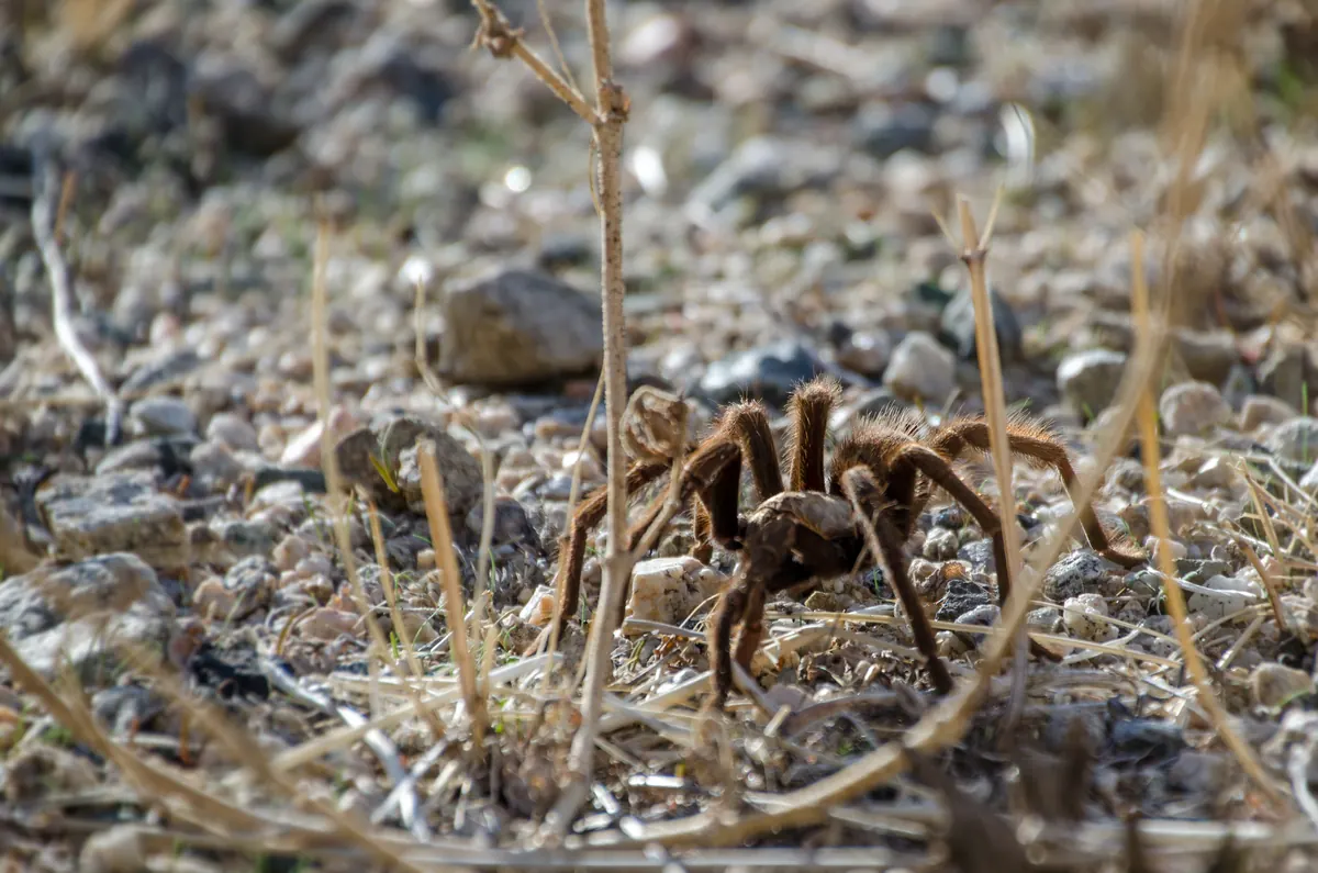 A brown, hairy desert tarantula standing on bare ground among dry grass.