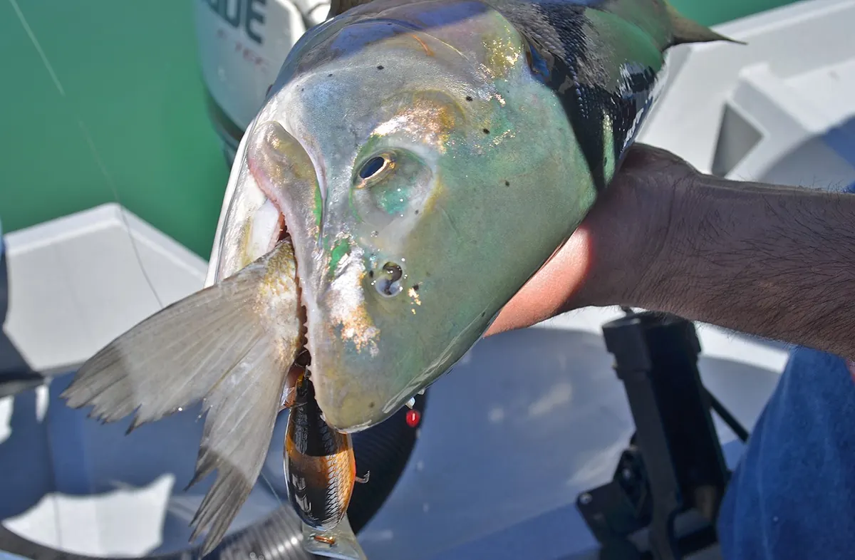 Hands holding a large, spotted Lahontan cutthroat trout with the tail of a smaller fish sticking out of its mouth.