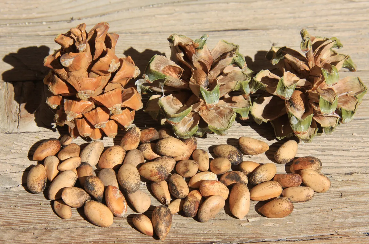 Three opened singleleaf pinyon cones on a weathered wooden board beside a pile of brown pine nuts in their shells.