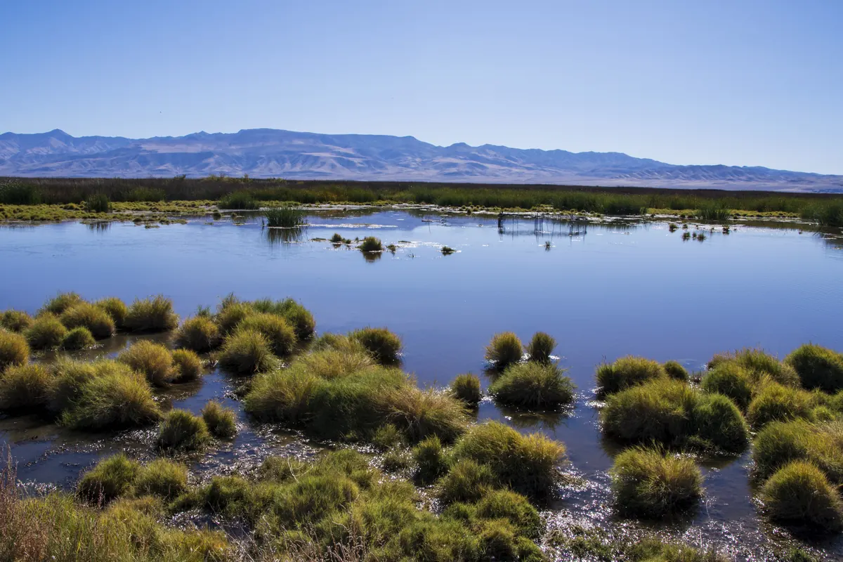 Clumps of green grass in a shallow blue pond at Stillwater National Wildlife Refuge, with a low desert mountain range on the horizon.