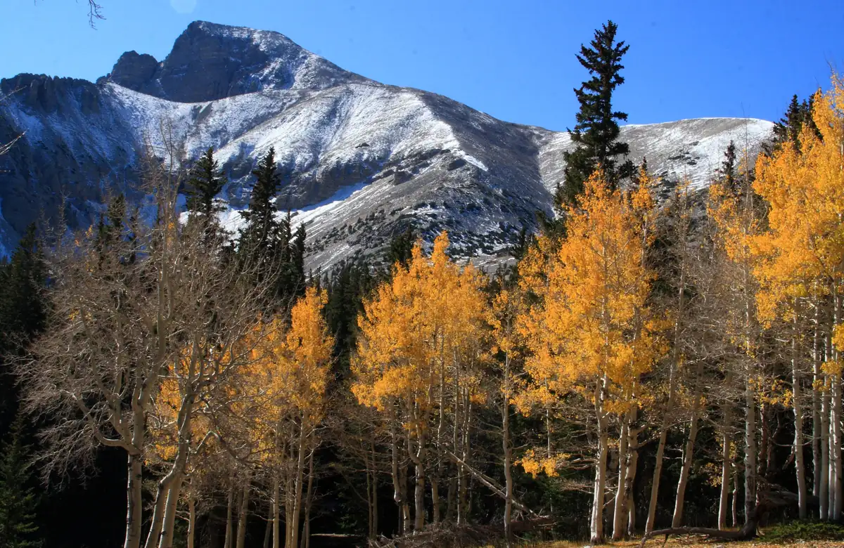 Golden quaking aspens in the foreground below the snow-dusted rock face of Wheeler Peak under a deep blue sky.