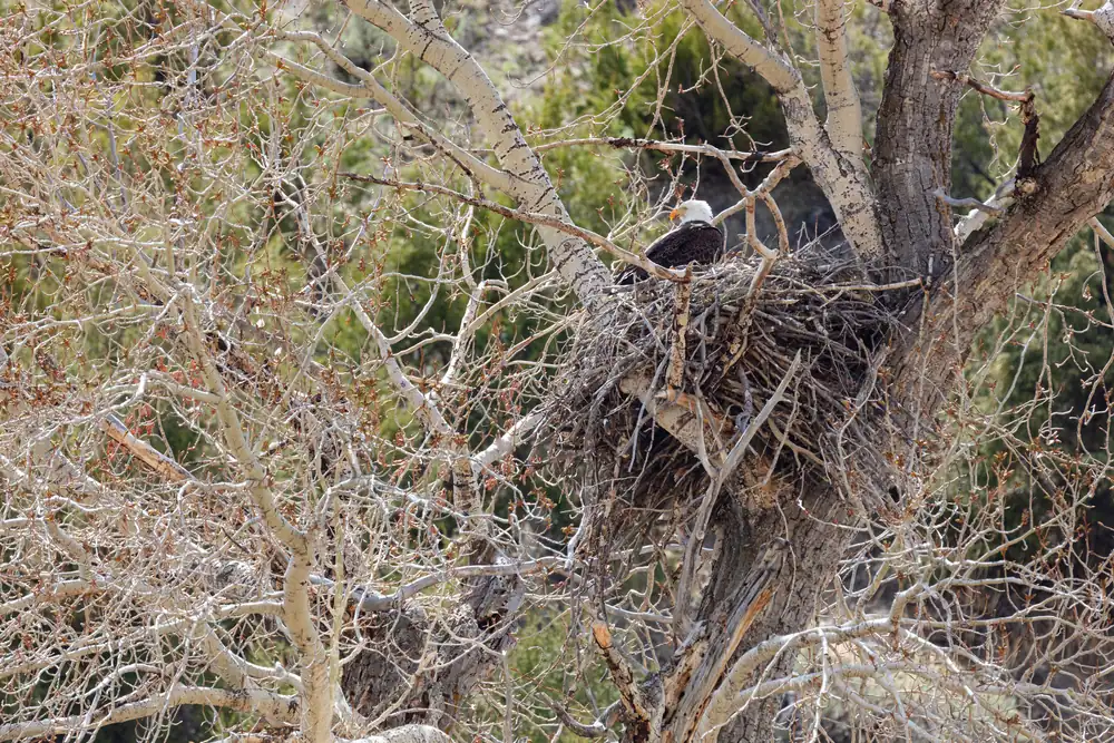 A bald eagle with a white head sits in a large stick nest in the fork of a bare cottonwood tree.