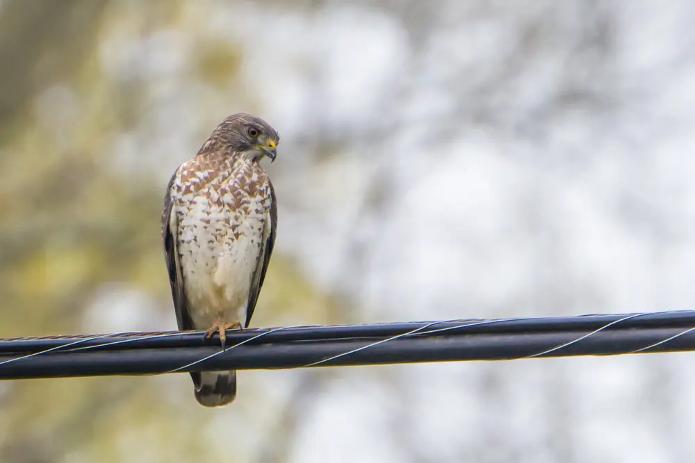 A broad-winged hawk with a streaked brown breast and yellow beak perches on a utility line against a blurred background of bare branches.