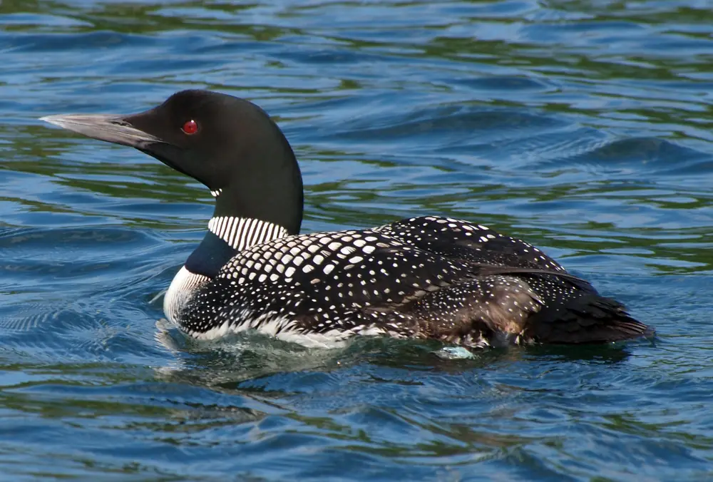 A common loon with a black head, red eye and checkered black and white back swims on blue water.