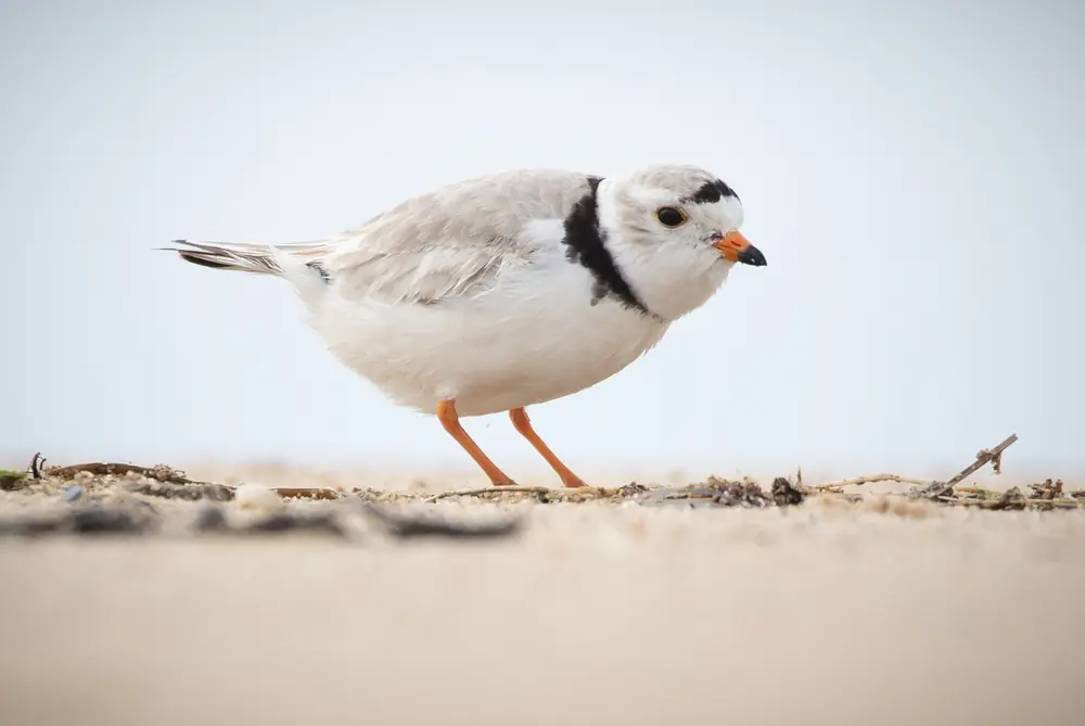 A pale gray and white piping plover with a black neck band and orange bill and legs stands on bare sand.