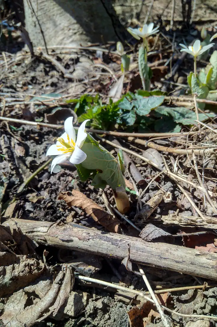 A white bloodroot flower with yellow stamens rises from a curled gray-green leaf among dead leaves, with more flowers behind it.