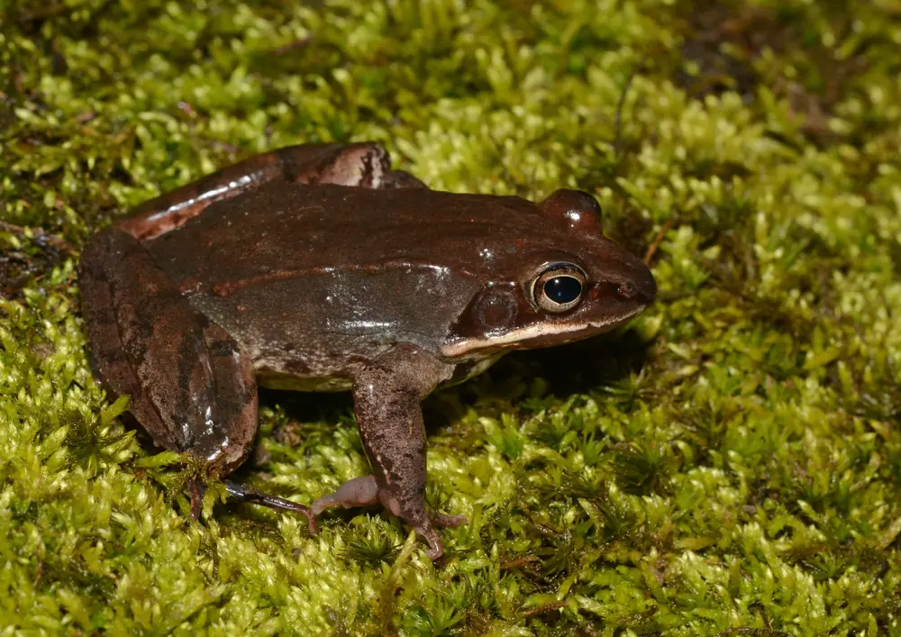 A brown wood frog with a dark eye mask and cream stripe along its jaw sits on bright green moss.