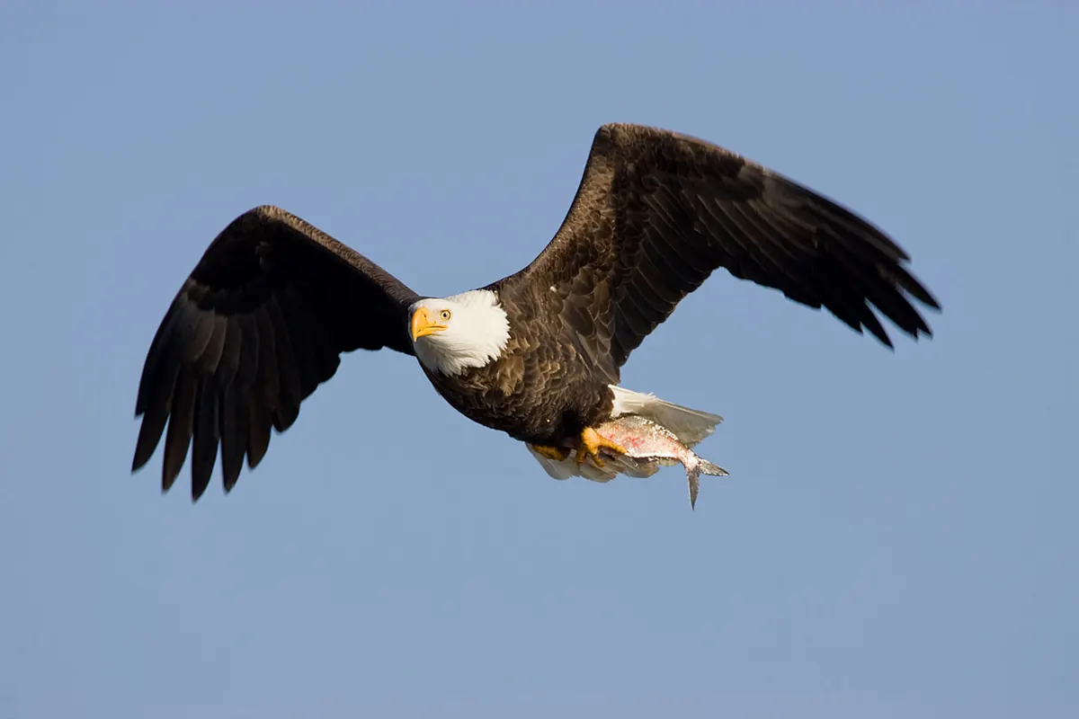 An adult bald eagle with a white head and tail flies against a clear blue sky, a fish gripped in its yellow talons.