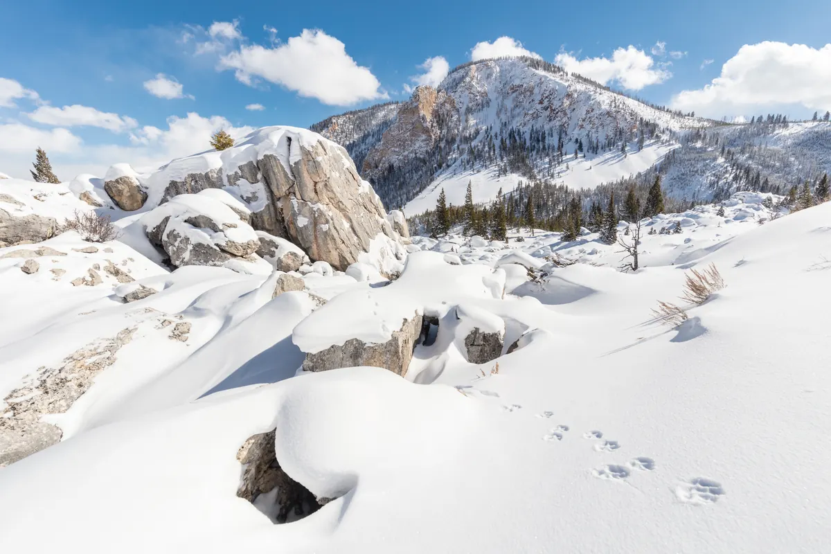 A line of paw prints crosses smooth fresh snow among snow-capped boulders, with a snowy, forested mountain and a blue sky behind.