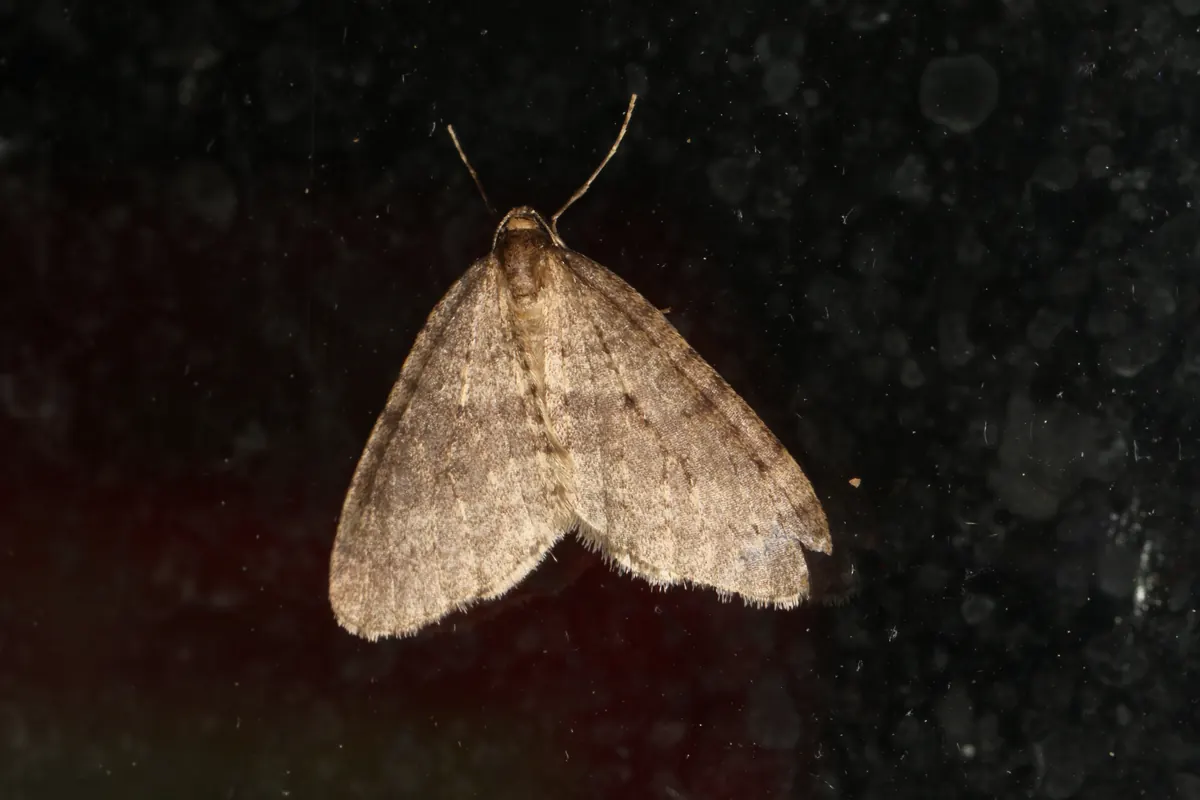 A small, plain gray-brown moth with rounded wings and thin antennae rests on a dark window pane at night.