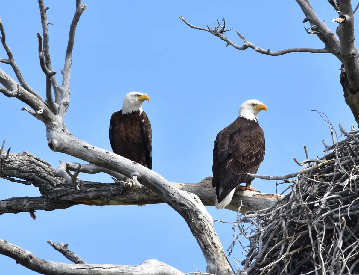 Two adult bald eagles perch side by side on a bare, weathered branch beside a large stick nest against a blue sky.