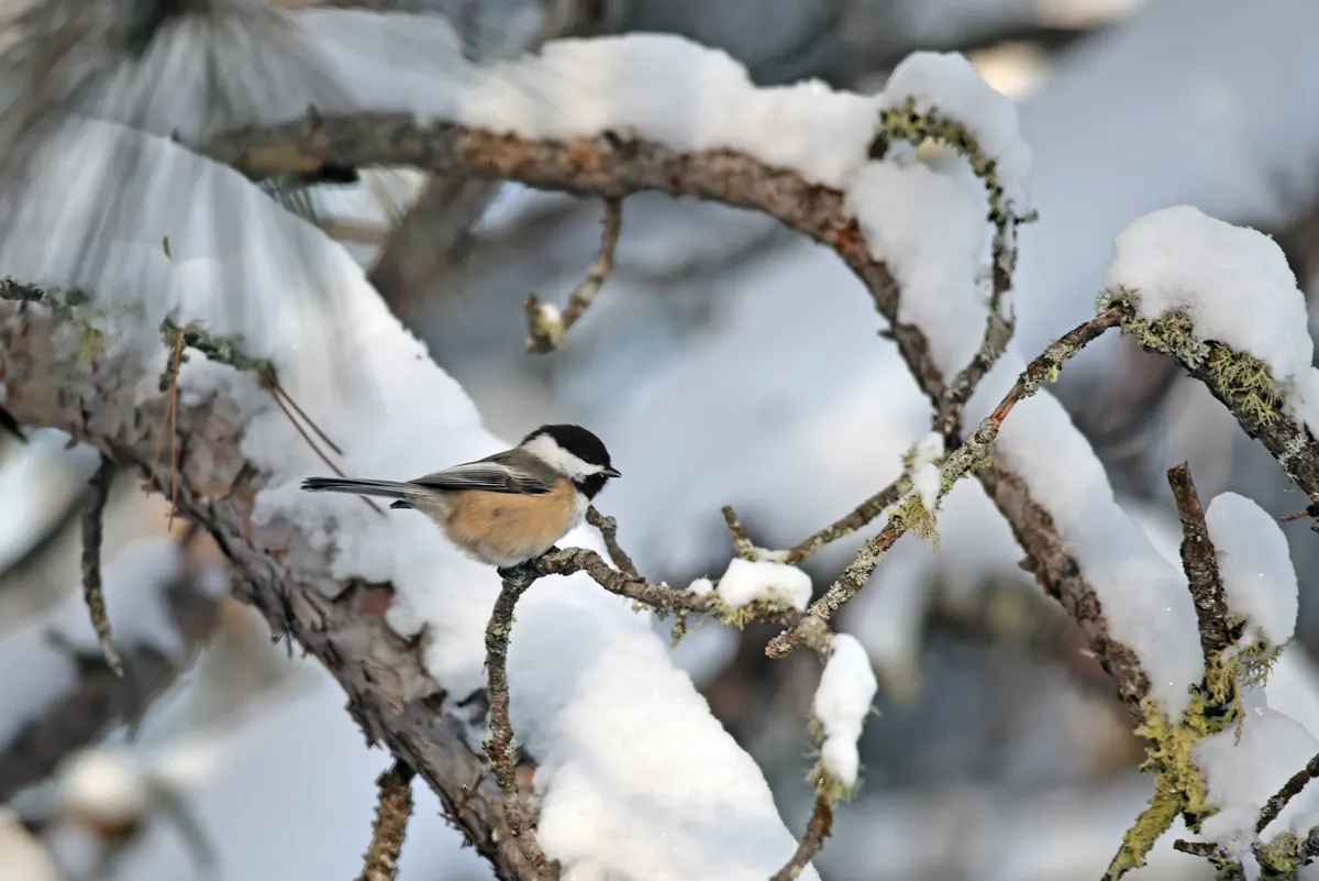 A black-capped chickadee with a black cap and bib perches on a snow-laden pine branch.