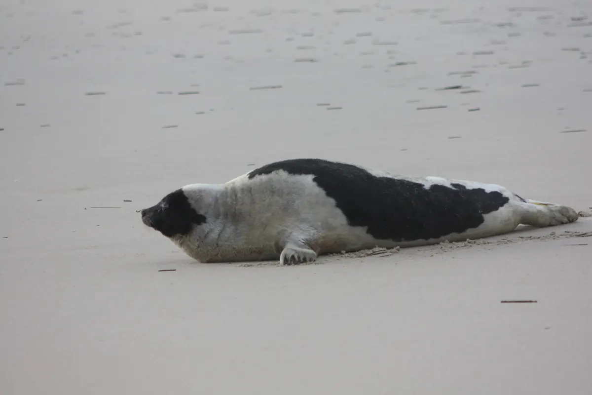 An adult harp seal, pale gray with a black head and a dark curved band along its back, lies on wet sand.